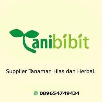 

Terlaris Bibit Pohon Salam Koja - Tanaman Daun Kari