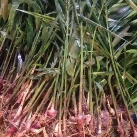

Terlaris Bibit Jahe Merah Unggul
