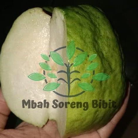 

Terlaris Bibit Jambu Kristal Putih - Bibit Jambu Biji
