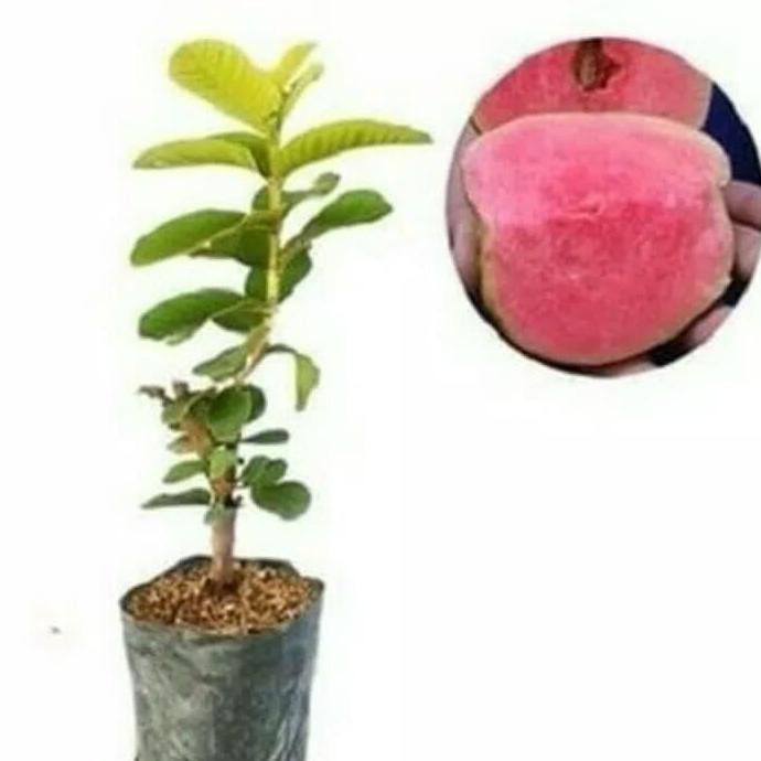 

Terlaris Paket 10 Bibit Tanaman Buah Jambu Sukun Non Biji