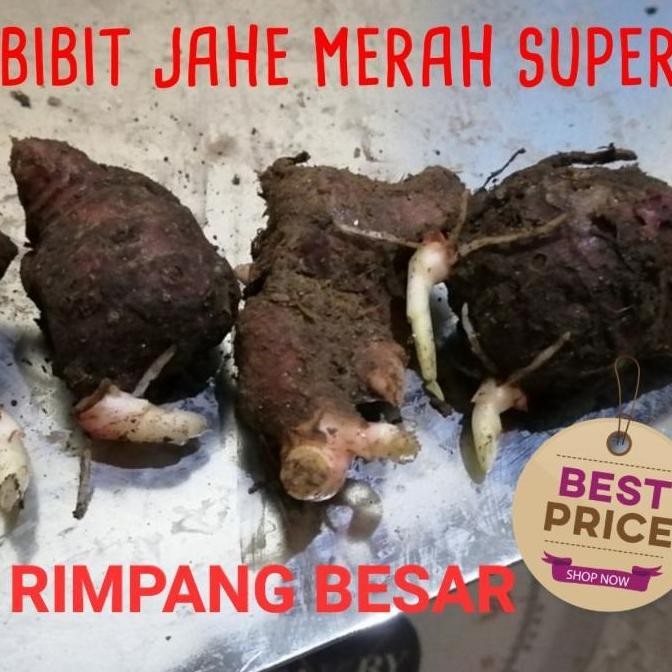 

Terlaris Bibit Jahe Merah Super 1 Kg, Tinggal Semai