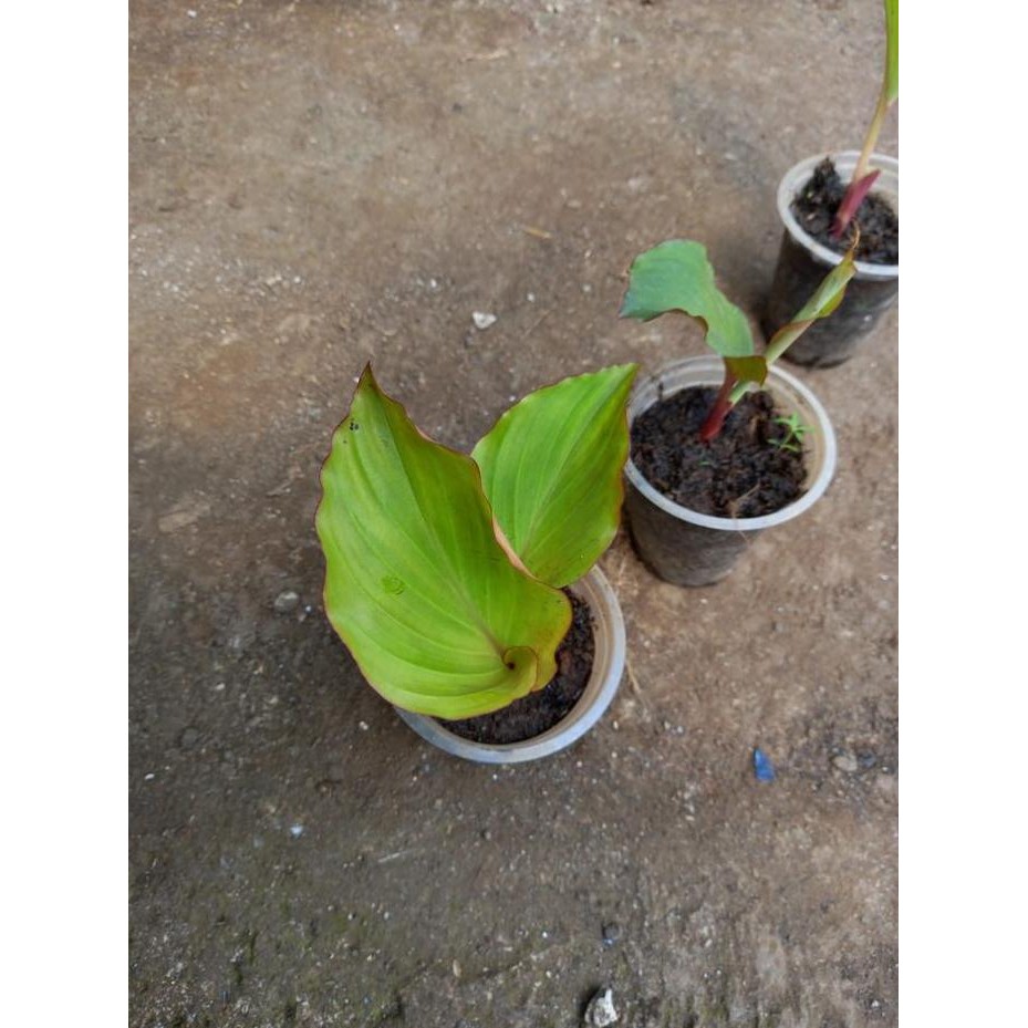 Terlaris Bibit Kunyit Hitam Original