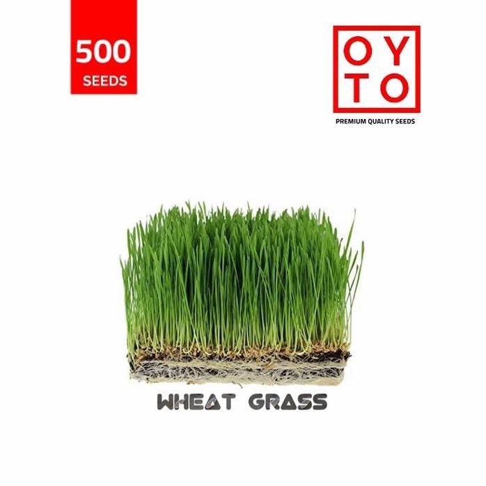 

Terlaris Benih Biji Rumput Gandum Bibit Wheat Grass Benih Tanaman