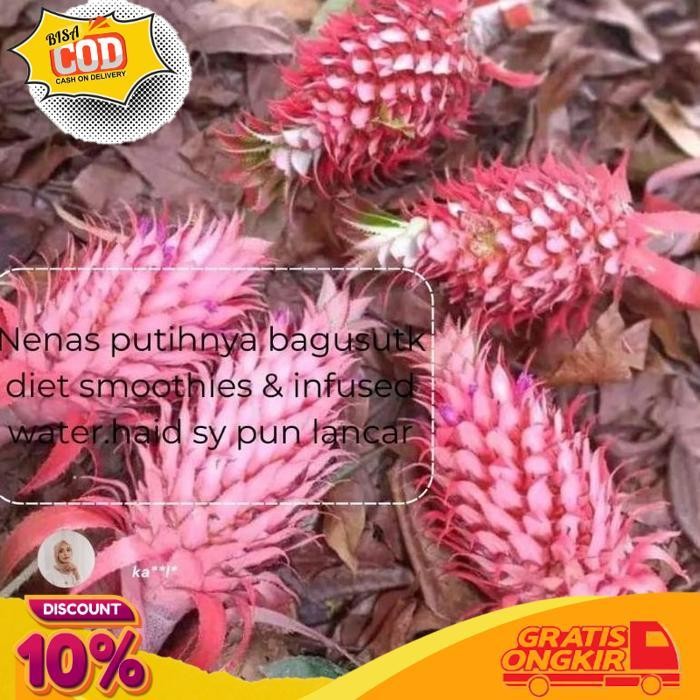 

Sale Nenas Putih/Nenas Obat