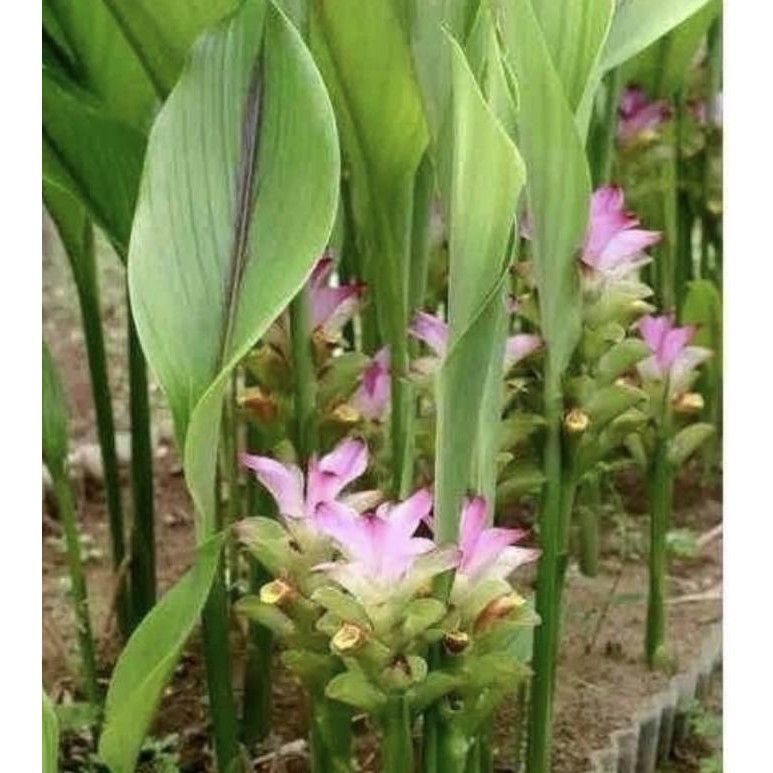 

Terlaris Bibit Tanaman Kunyit Putih Herbal - Temu Putih Terlaris Bisa Cod