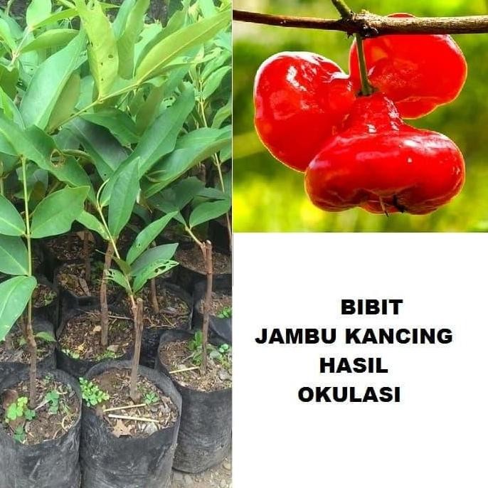 

Terlaris Bibit Tanaman Pohon Jambu Kancing Jambu Air Kancing Bibit Jambu