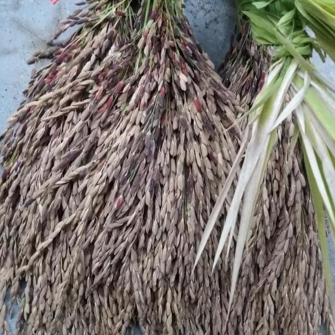 

Terlaris Ss 50 Benih Biji Gabah Padi Beras Ketan Hitam Black Paddy Oryza