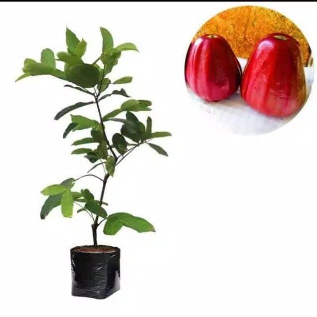 

Terlaris Bibit Jambu Air Dalhari Okulasi Bonus Sirsak Madu Sedling