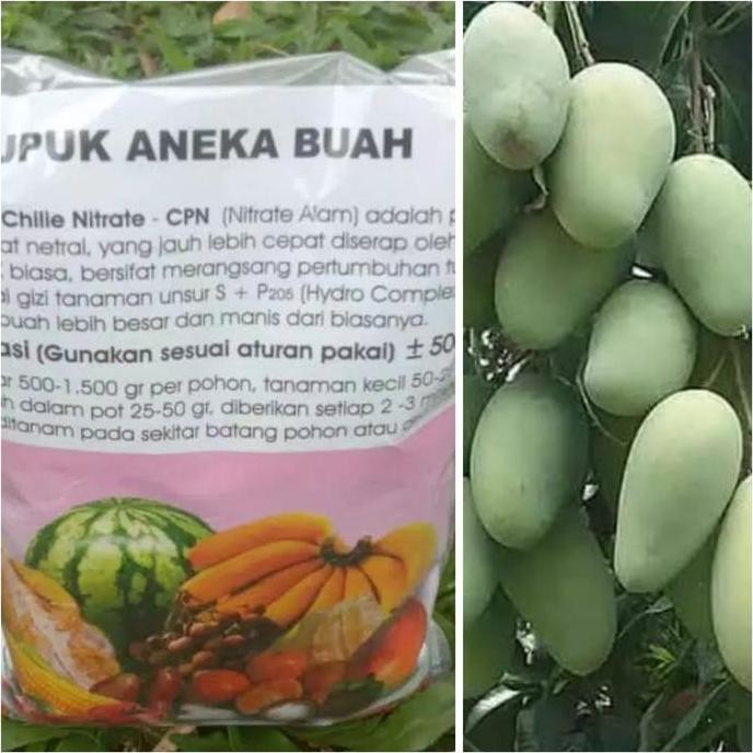 

Terlaris Pupuk Npk Khusus Buah-Perangsang Tanaman Cepat Berbuah
