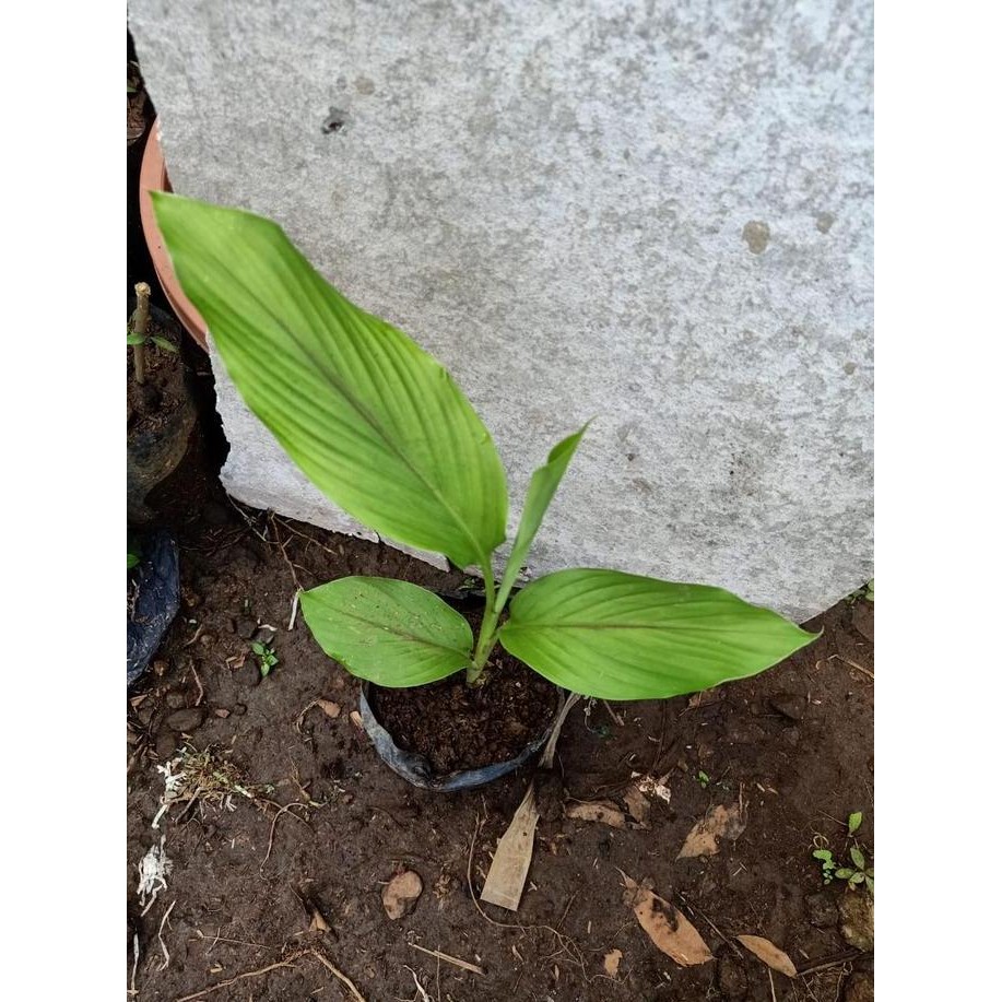 

Terlaris Bibit Tanaman Kunyit Kuning Kunir Tanaman Herbal Kunyit Kuning