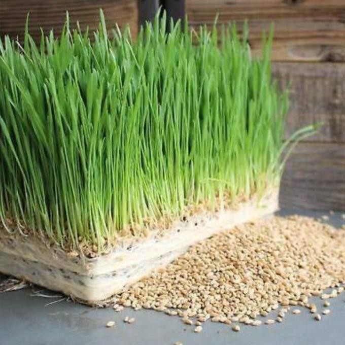 

Terlaris 150 Biji - Benih Biji Rumput Gandum Kucing Wheat Grass Kucing