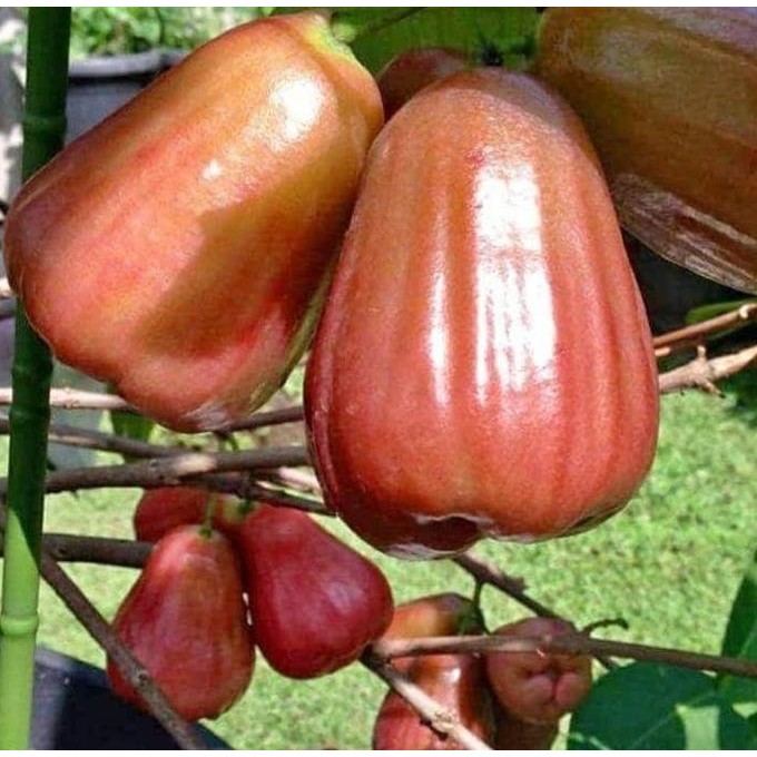 Terlaris Jambu Demak Super Renyah Bibit Berkwalitas