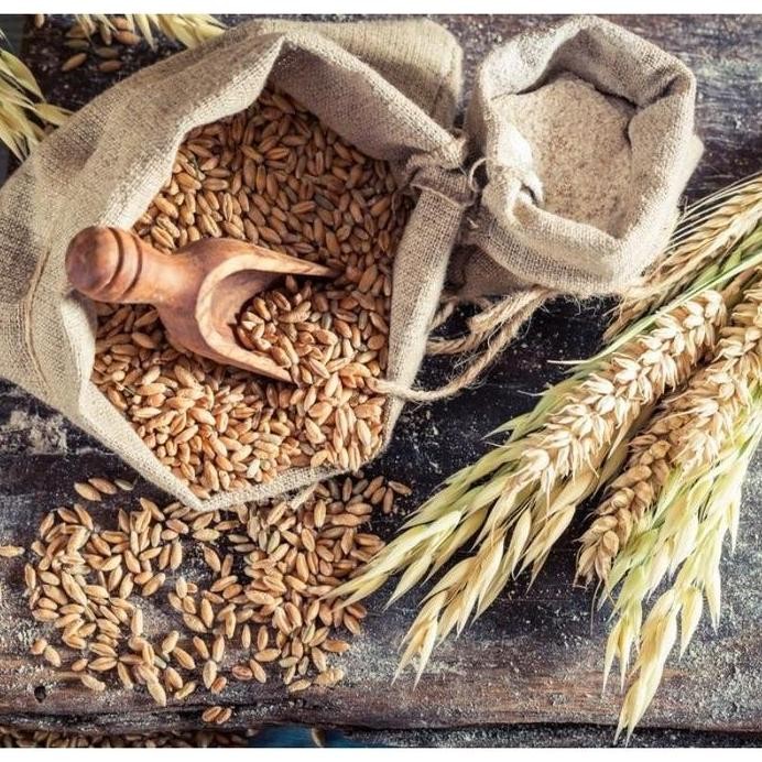 

Terlaris 500 Butir Biji/Benih Gandum Coklat Wheatgrass/Cat Grass Rumput Makanan Kucing