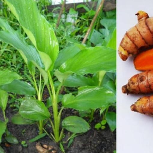 

Terlaris Tanaman Herbal, Bibit Tanaman Kunyit