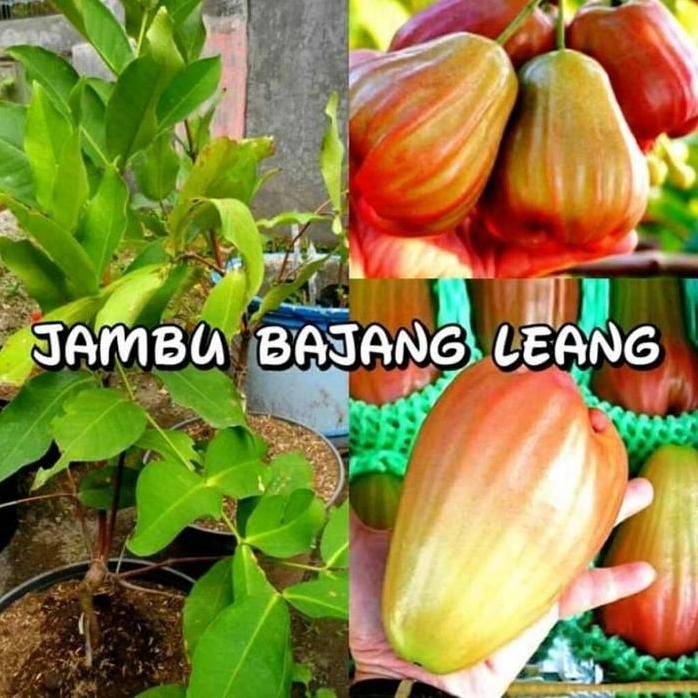 

Terlaris Bibit Jambu Bajang Leang