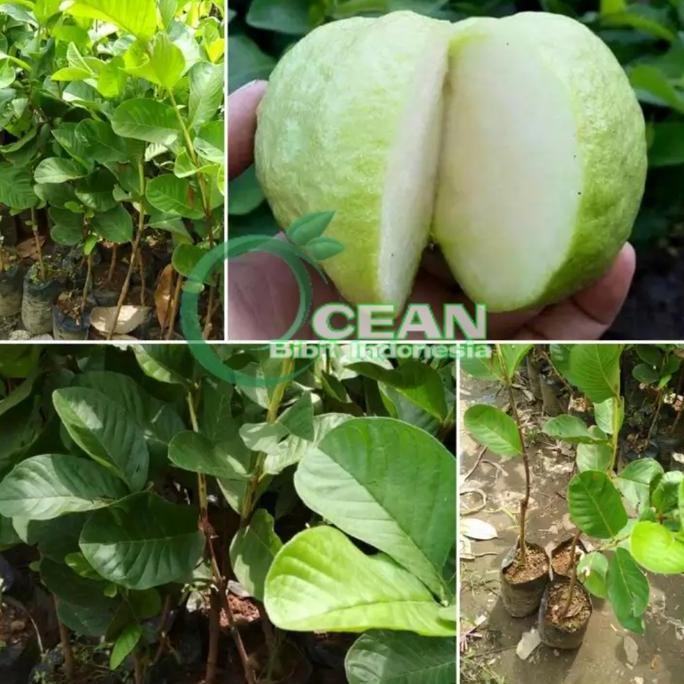 

Terlaris Bibit Jambu Kristal Non Biji