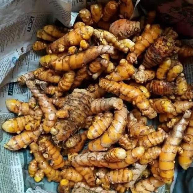 

Terlaris Bibit Tanaman Kunyit Kuning - Tanaman Herbal