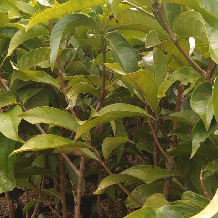 

Terlaris Bibit Jambu Jamaika 1 Meter Siap Berbuah