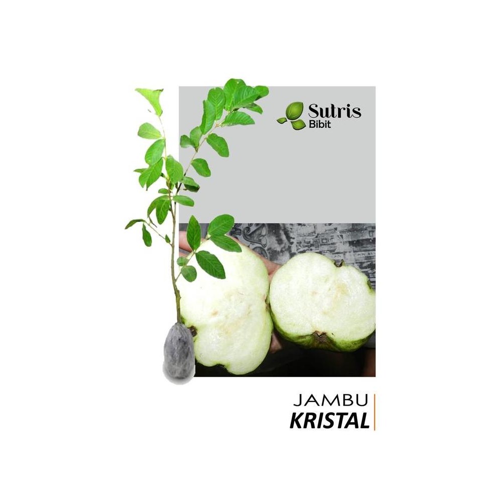 

Terlaris Bibit Tanaman Buah Jambu Kristal Putih Non Biji