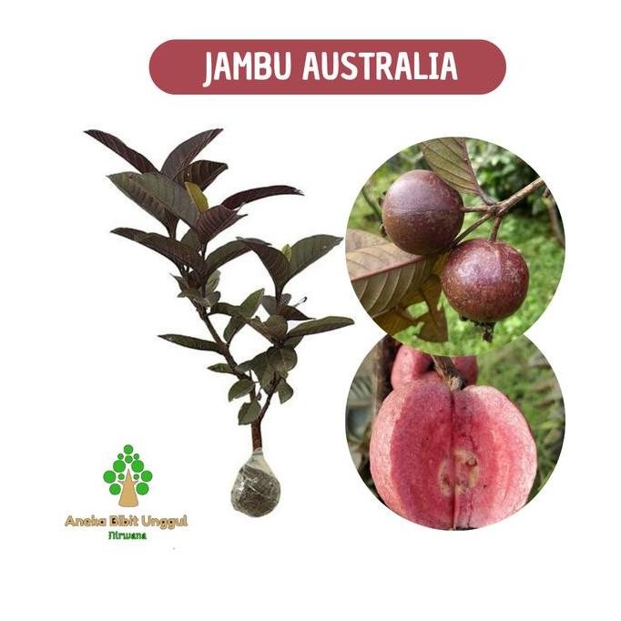 

Terlaris Bibit Jambu Kristal Australia Jambu Ungu Aneka Bibit Unggul