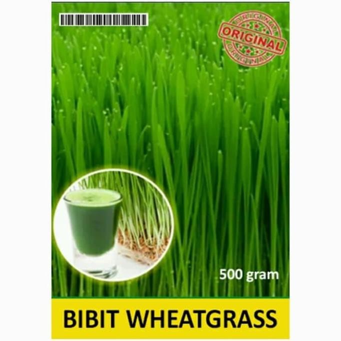 

Terlaris Benih Bibit Biji / Rumput Gandum / Wheatgrass Gandum