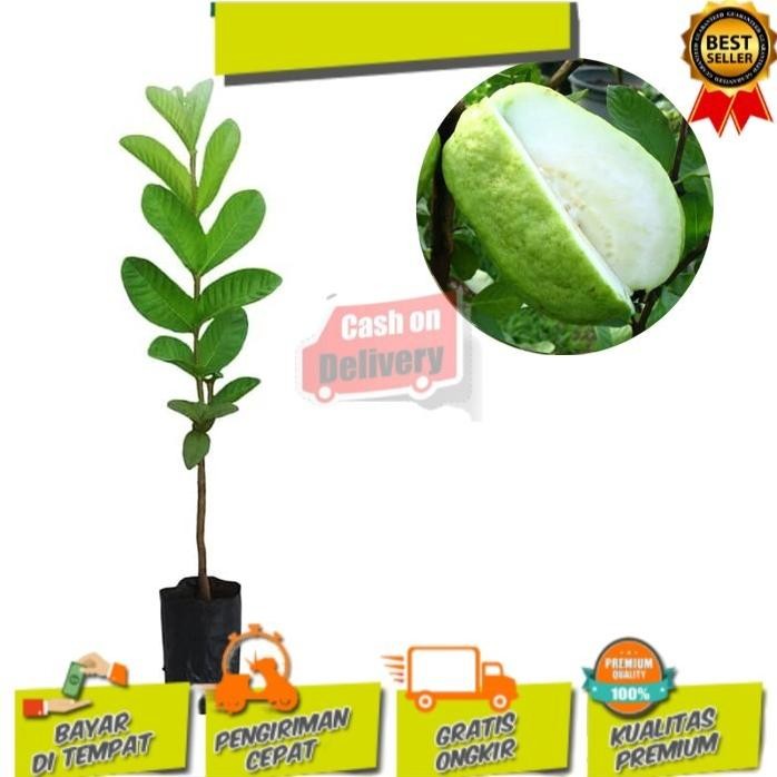 

Terlaris Bibit Tanaman Jambu Sukun Putih 50 Cm