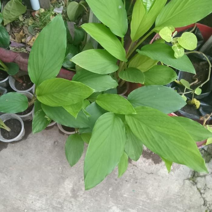 

Terlaris Bibit Daun Kunyit Untuk Masakan