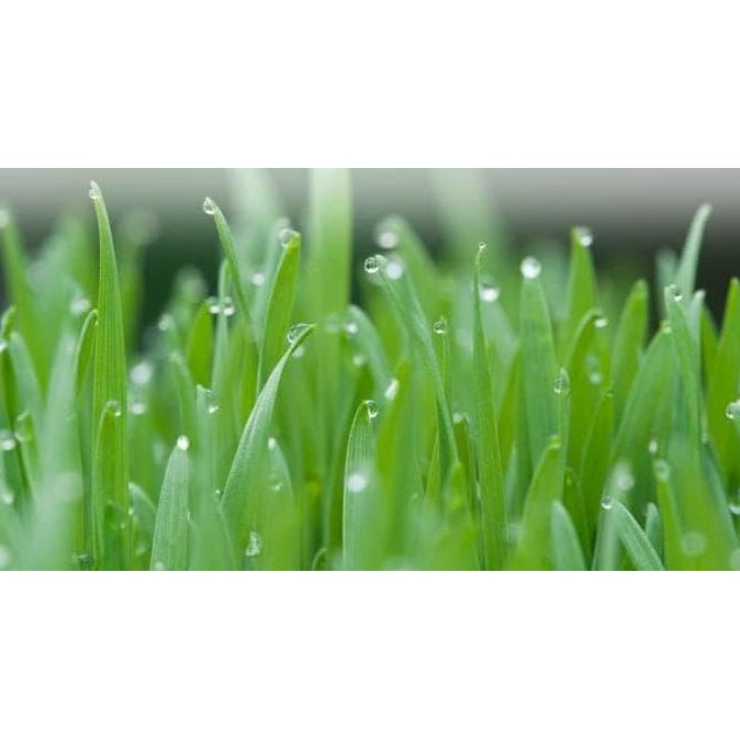 

Terlaris Bibit Benih Biji Wheatgrass Seeds Wheat Grass Gandum Rumput Kucing