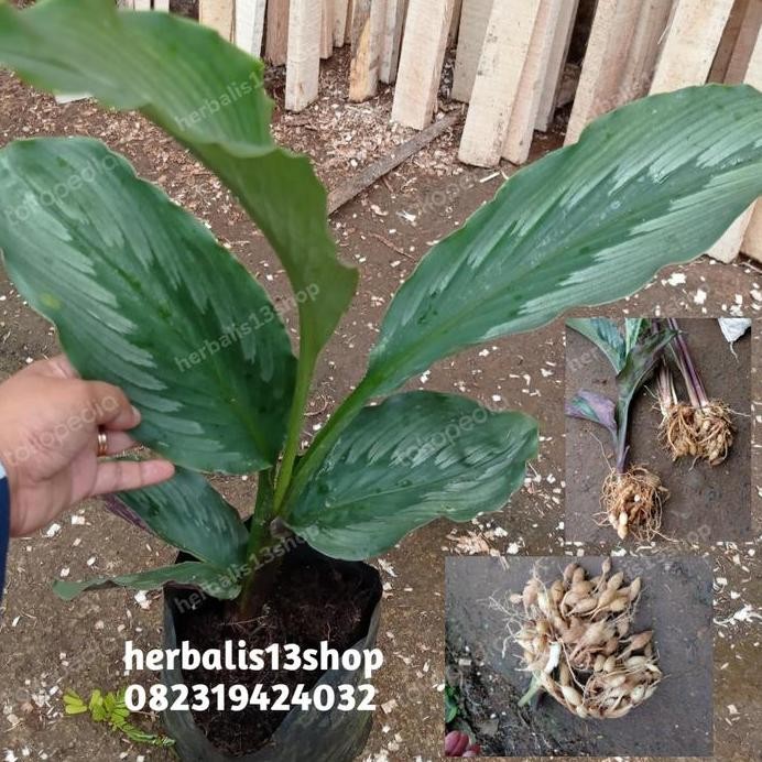 

Terlaris Bibit Tanaman Kunyit Putih Gembyok, Atau Temu Pepet
