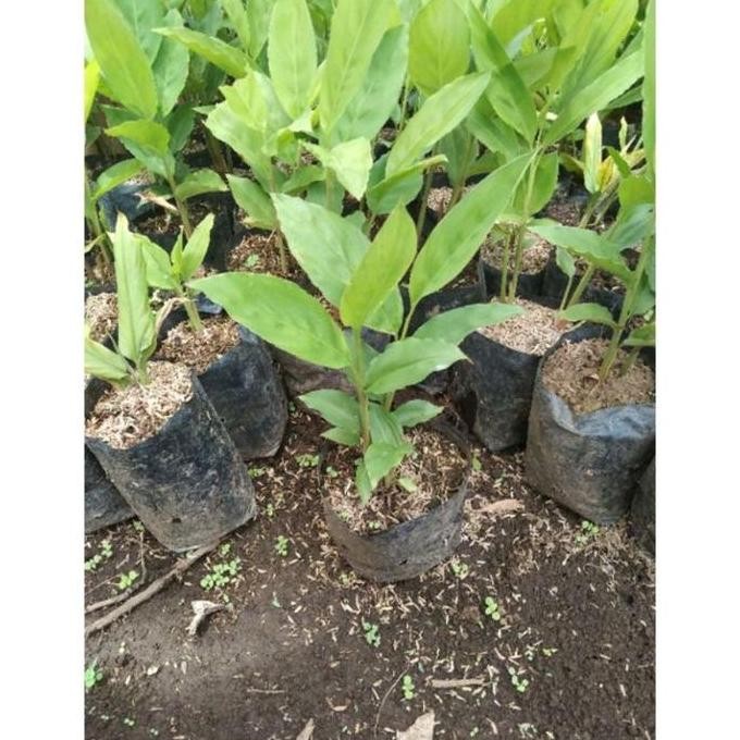 

Terlaris Bibit Tanaman Bumbu Kunyit