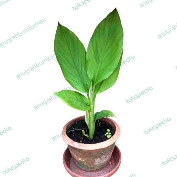 

Terlaris Bibit Pohon Kunyit Tanaman Herbal Bumbu Kunyit