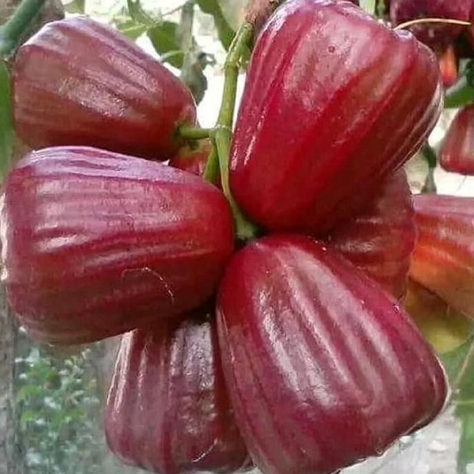

Terlaris Benih Bibit Tanaman Jambu Air Macam Macam Jenis