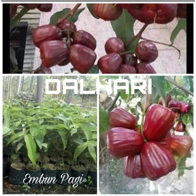 

Terlaris Bibit Pohon Jambu Air Dalhari