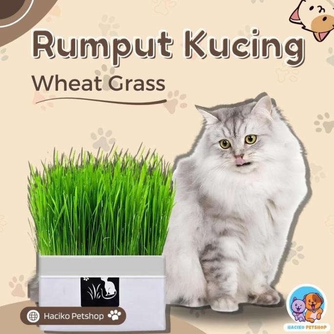 

Terlaris [Haciko Petshop] Rumput Kucing Paket Tumbuh Benih Gandum Premium Cat Wheat Grass D3V!!