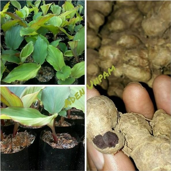 

Terlaris Unik Bibit Kunyit Hitam Murah