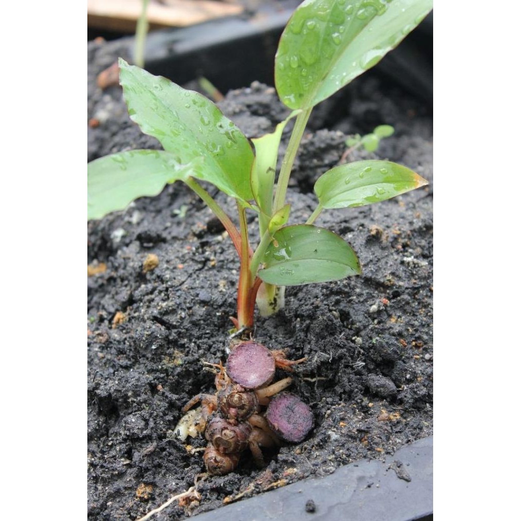 

Terlaris Free Ongkir Bibit Kunyit Hitam Original