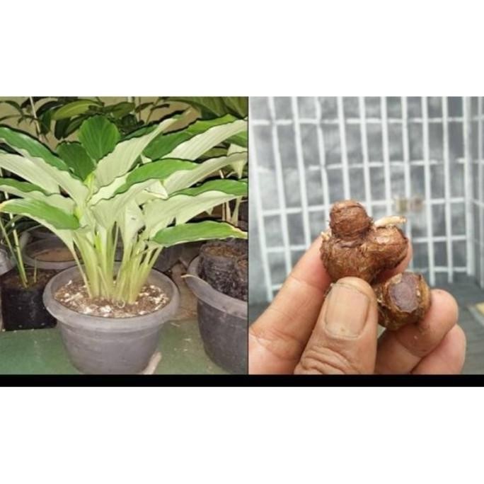 

Terlaris Bibit Kunyit Hitam 100% Hiutun 5012Sl