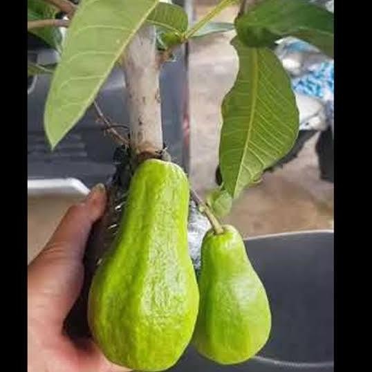 

Terlaris Tanaman Bibit Jambu Alpukat
