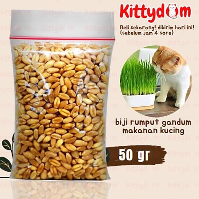 

Terlaris Kittydom Bibit Benih Biji Gandum 50Gr Rumput Kucing Cat Grass Wheat