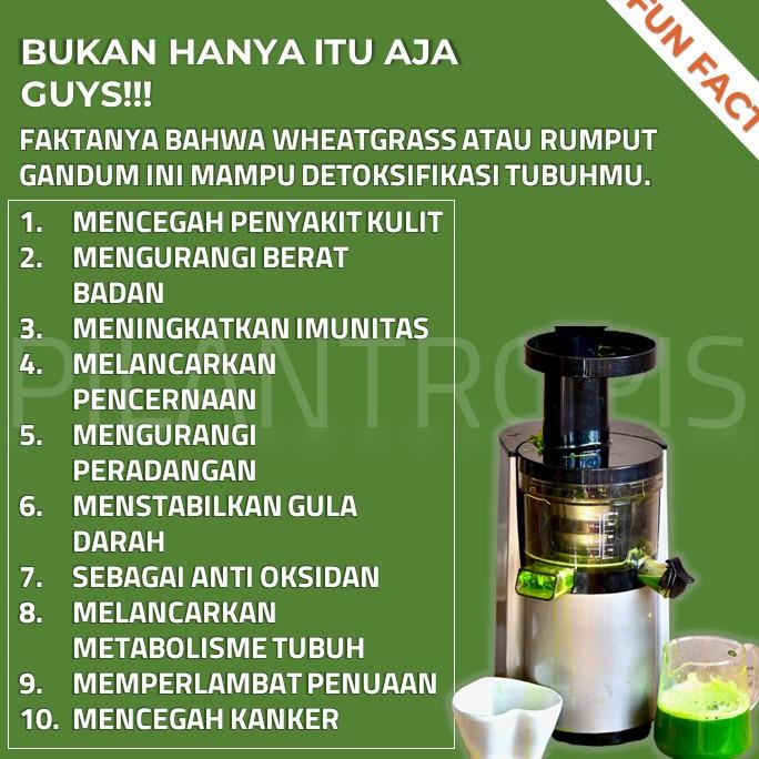 

Terlaris Benih Wheatgrass Kucing 250Gr Bibit Rumput Gandum Biji Cat Grass Microgreen Seed Biji Wheat Grass Berkualitas