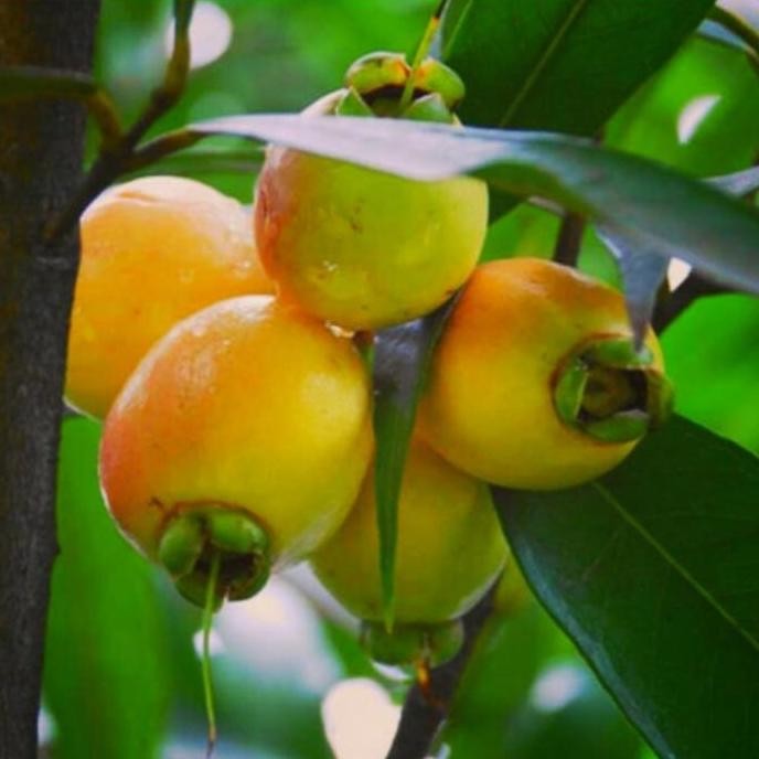 

Terlaris Bibit Tanaman Buah Jambu Air Mawar Okulasi Cepat Berbuah