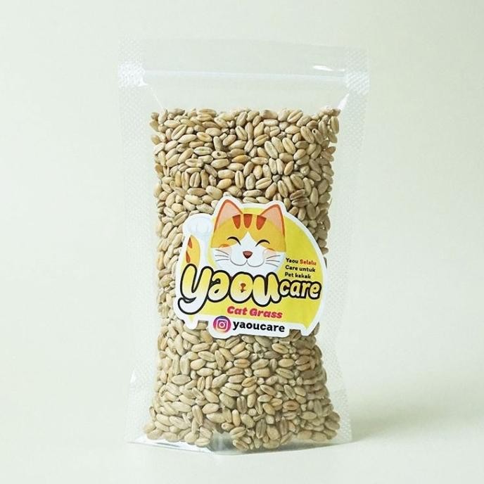 

Terlaris #Skl - Benih Rumput Gandum Untuk Kucing 100Gr Bibit Cat Grass