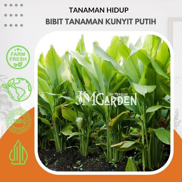 

Terlaris [Jm Garden] Bibit Kunyit Putih Kualitas Super Premium / Tanaman Herbal Kunyit Putih