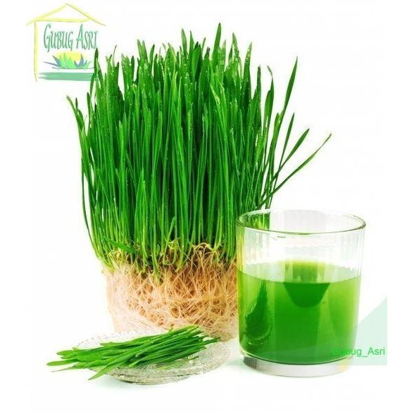

Terlaris Isi 50 Biji Benih Wheat Grass Microgreen Rumput Gandum