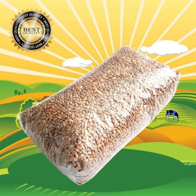 

Terlaris Gandum 500 Gr - Biji Wheatgrass Benih Catgrass Rumput Kucing