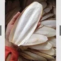

Ew-45 Qv21 Tulang Sotong Sedang 1 Pcs Ukuran 10Cm - 14Cm Cuttle Fich Cuttlefish Bone Cangkang Cumi Sumber Kalsium Mineral Untuk Burung Harian Dan Ternak Kenari Merpati Murai Perkutut Lovebird Falk Parrot Hamster Kura-Kura Cocok Juga Dihaluskan Umpan
