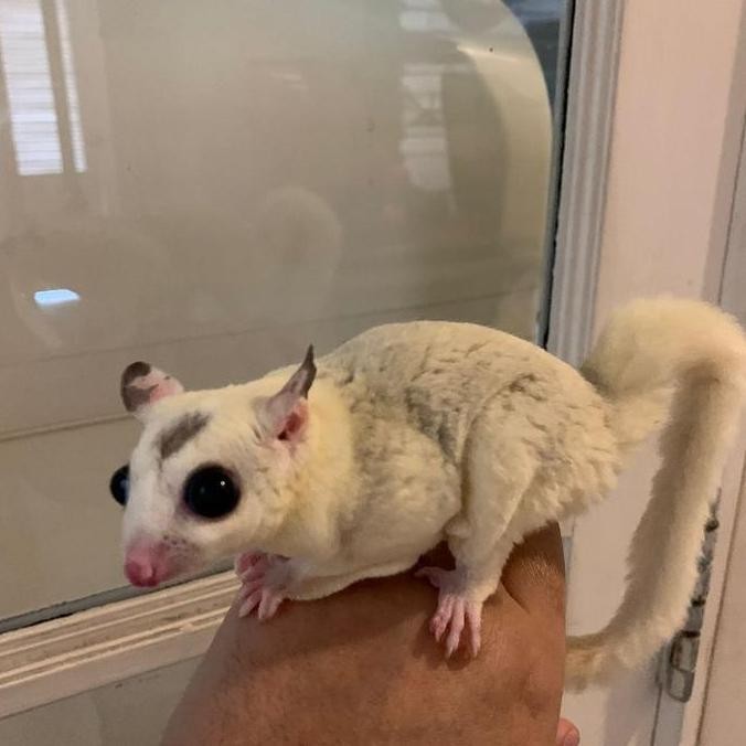 BEBAS ONGKIR - sugar glider platmoz Dewasa
