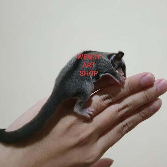 TERMURAH - Sugar Glider Joey Classic Grey (CG) Indukan Platinum Mosaic