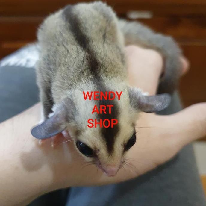 Sugar Glider Joey White Face (WF) Jantan