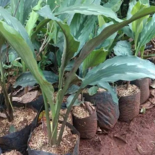 

Terlaris Bibit Kunyit Putih Herbal